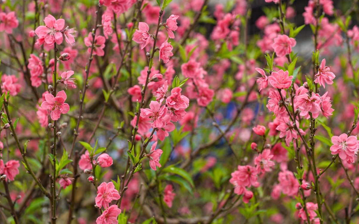 Giấc mộng mùa xuân