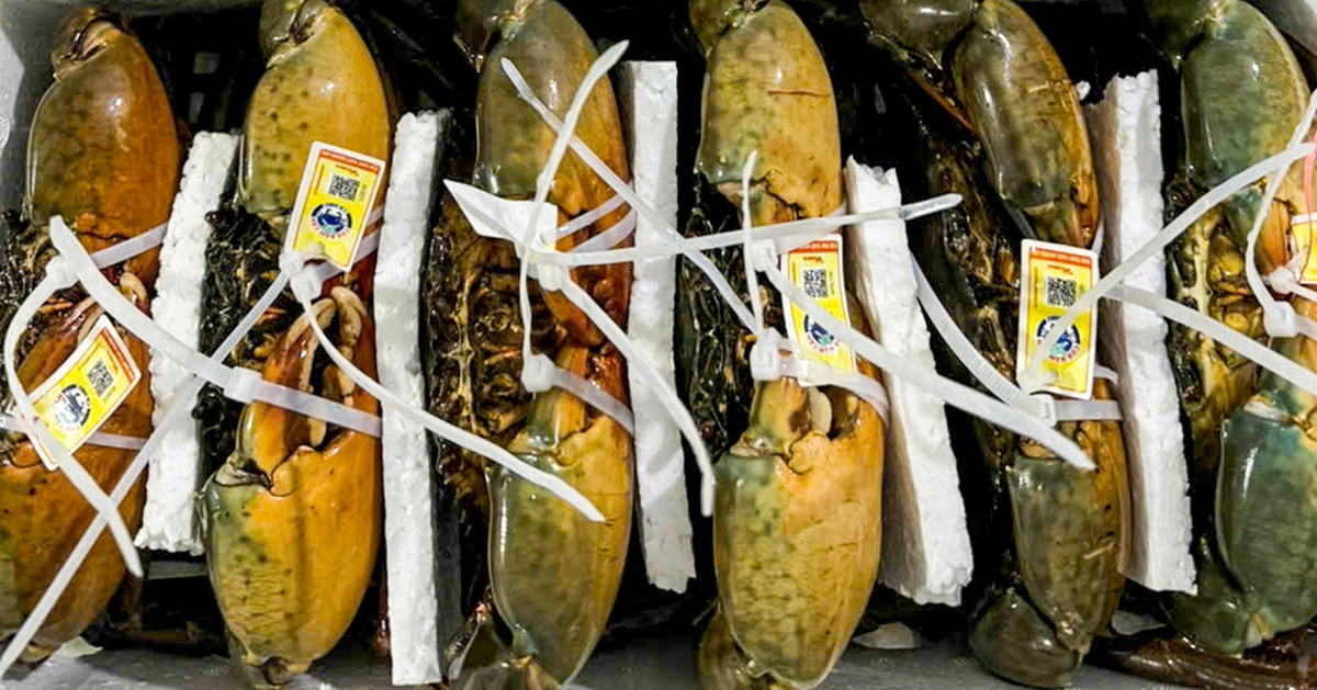 Cua Cà Mau đầy gạch loại lớn vượt mốc 1,1 triệu đồng/kg