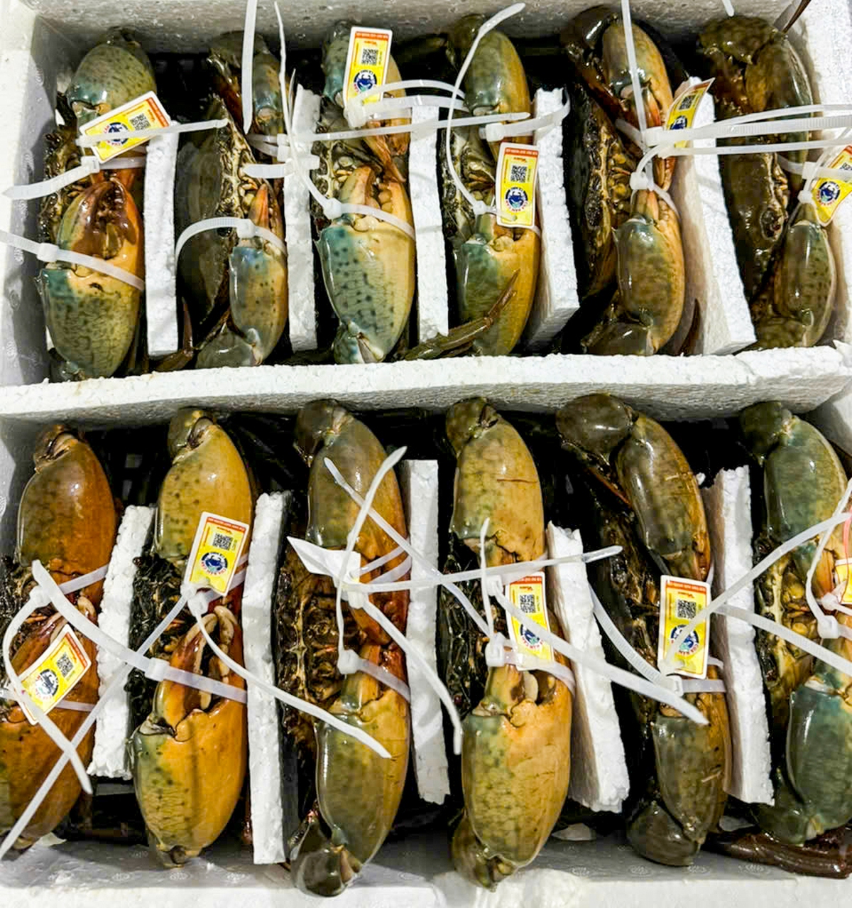 Cua Cà Mau đầy gạch loại lớn vượt mốc 1,1 triệu đồng/kg