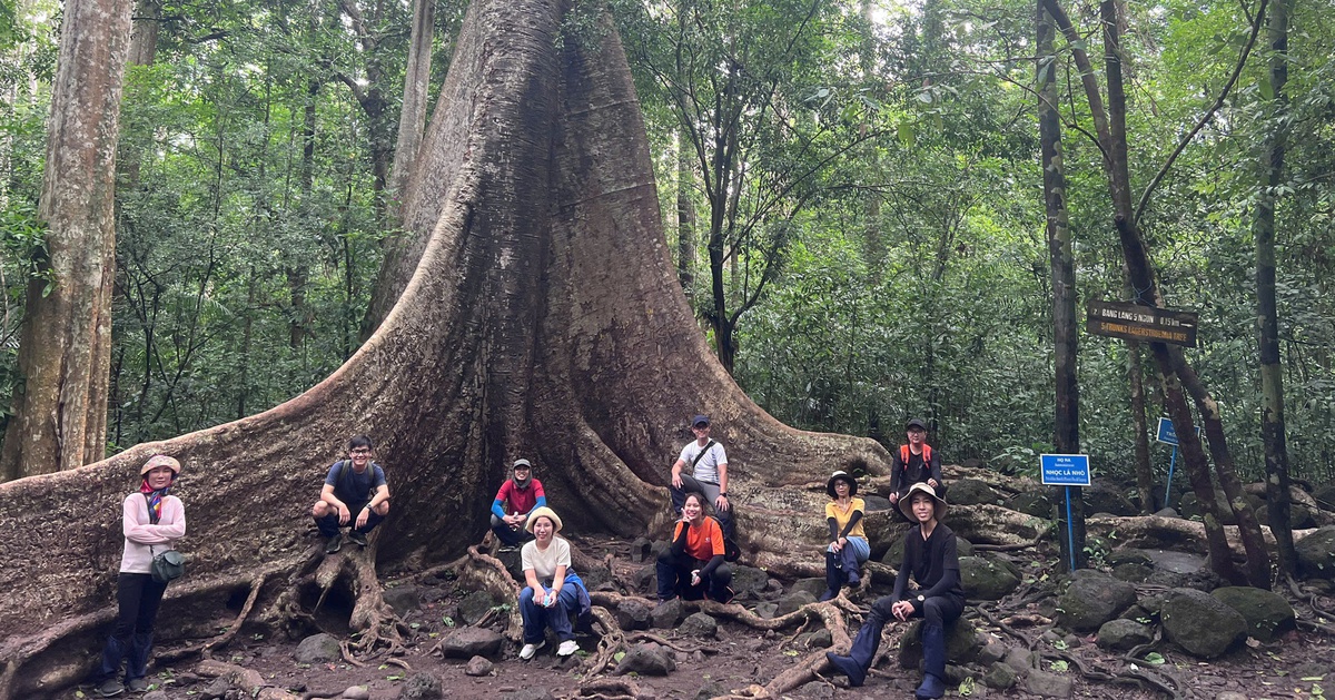 Vào rừng du xuân