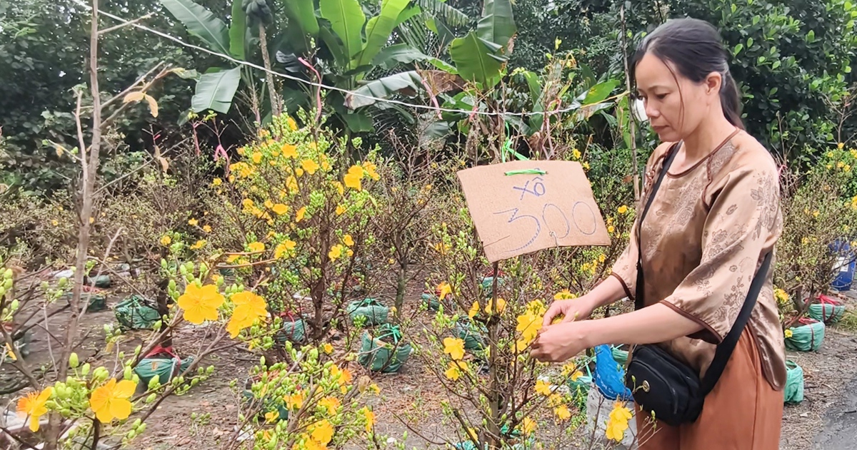 Giá mai vàng giảm mạnh vẫn vắng người mua, nông dân xã Bình Lợi thấp thỏm chờ khách