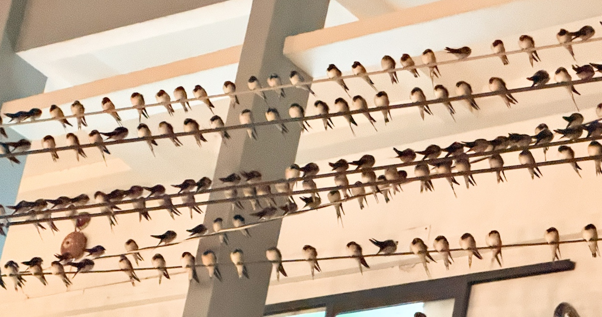 Chim én đậu dày đặc, thải phân gây ô nhiễm nhiều tuyến đường ở Mỹ Tho