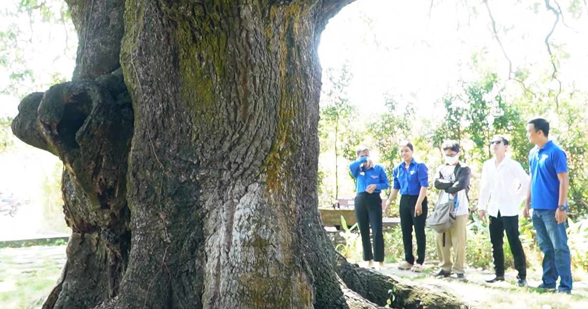 Cây xoài 5 người ôm mới xuể và cổ miếu gắn với truyền thuyết hổ 3 chân ở Cà Mau
