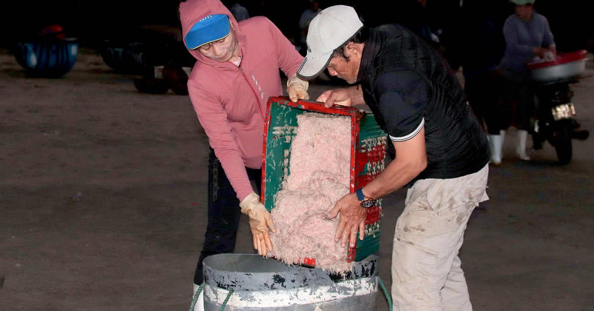 Ngư dân Đà Nẵng săn ruốc biển cận Tết, được mùa nhưng mất giá