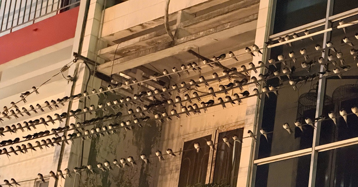 Chim én bay về ngủ đêm, người dân Mỹ Tho than trời vì phân chim thải xuống