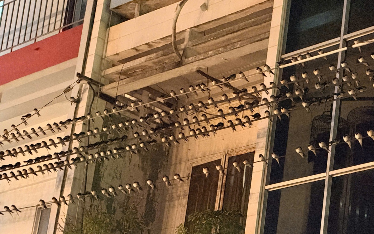 Chim én bay về ngủ đêm, người dân Mỹ Tho than trời vì phân chim thải xuống