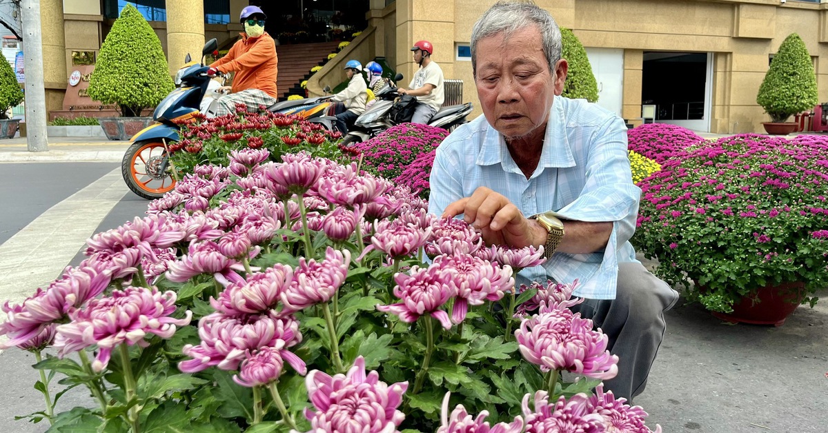 Cúc hồng ngọc, cúc hồng nhung ‘trình làng’ chợ hoa Tết Cần Thơ
