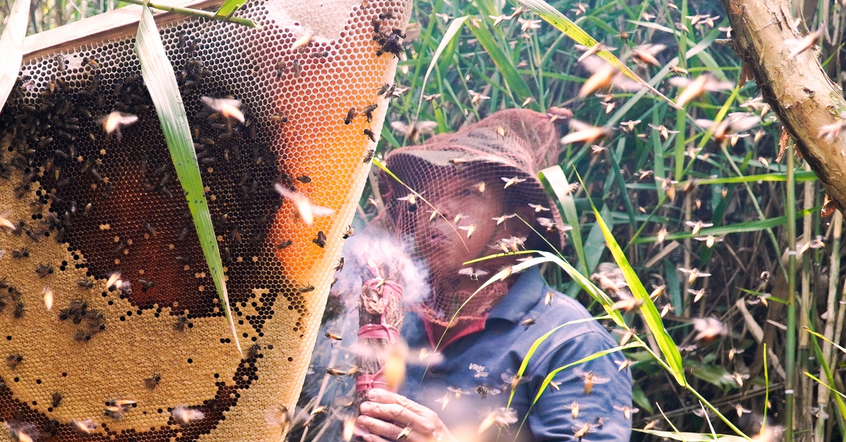 Vào rừng chơi Tết