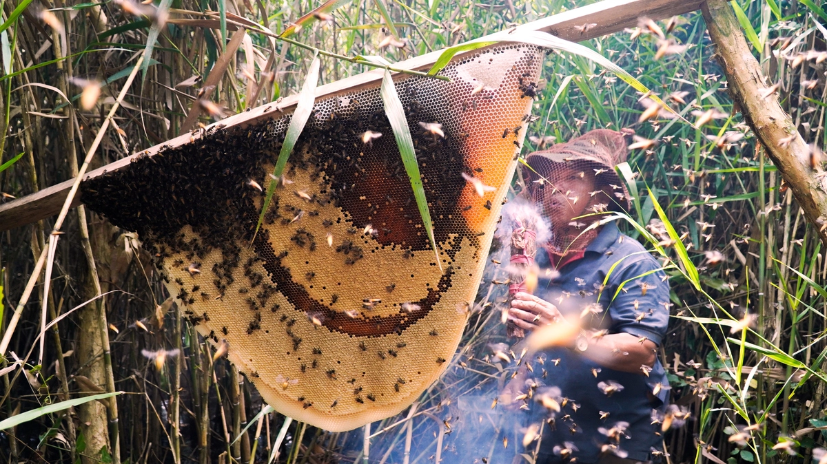 Vào rừng chơi Tết