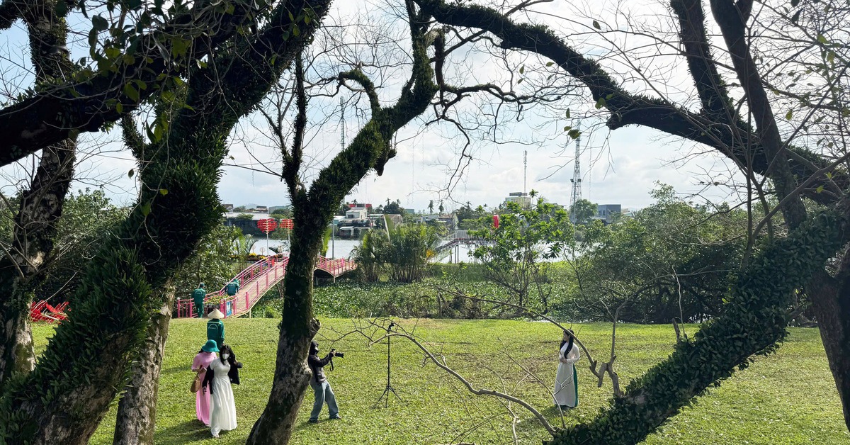 Vẻ đẹp của vườn sưa vàng cổ thụ mùa trụi lá bên sông Tam Kỳ ngày cận Tết