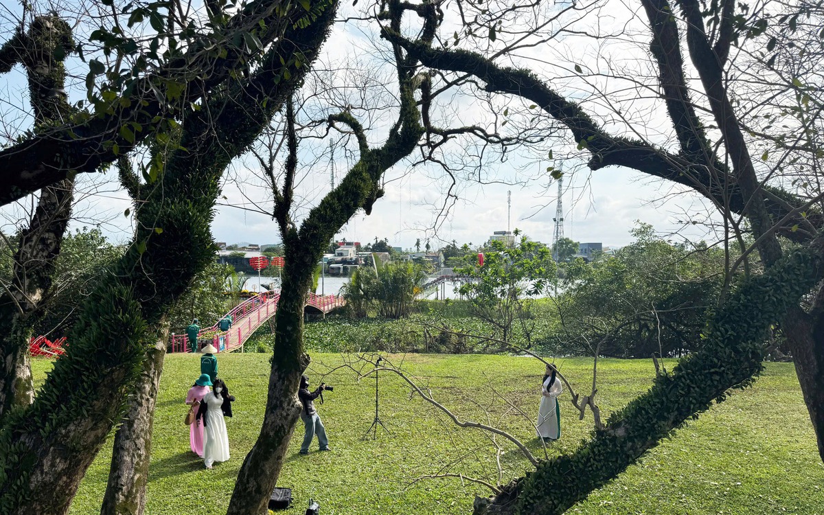 Vẻ đẹp của vườn sưa vàng cổ thụ mùa trụi lá bên sông Tam Kỳ ngày cận Tết