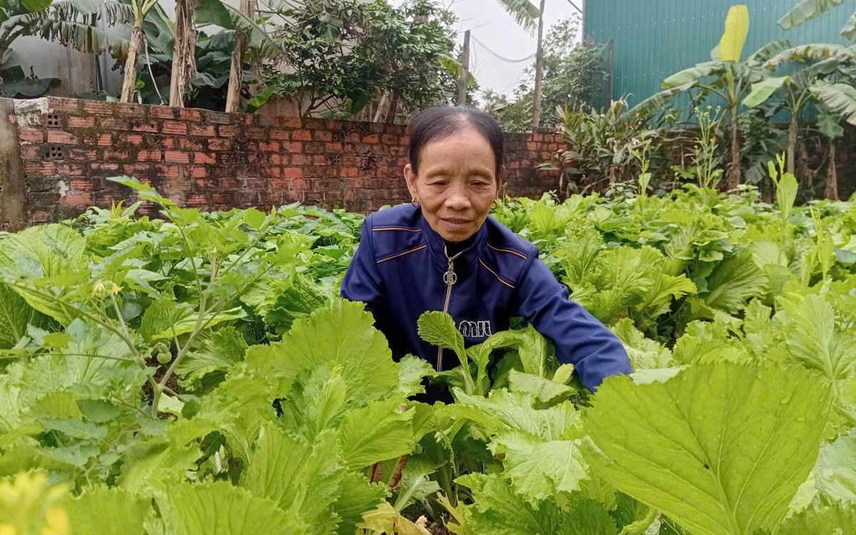 Hồi sinh ở vùng quê hạ du Kẻ Gỗ, nơi một năm hai lần bị ngập lụt