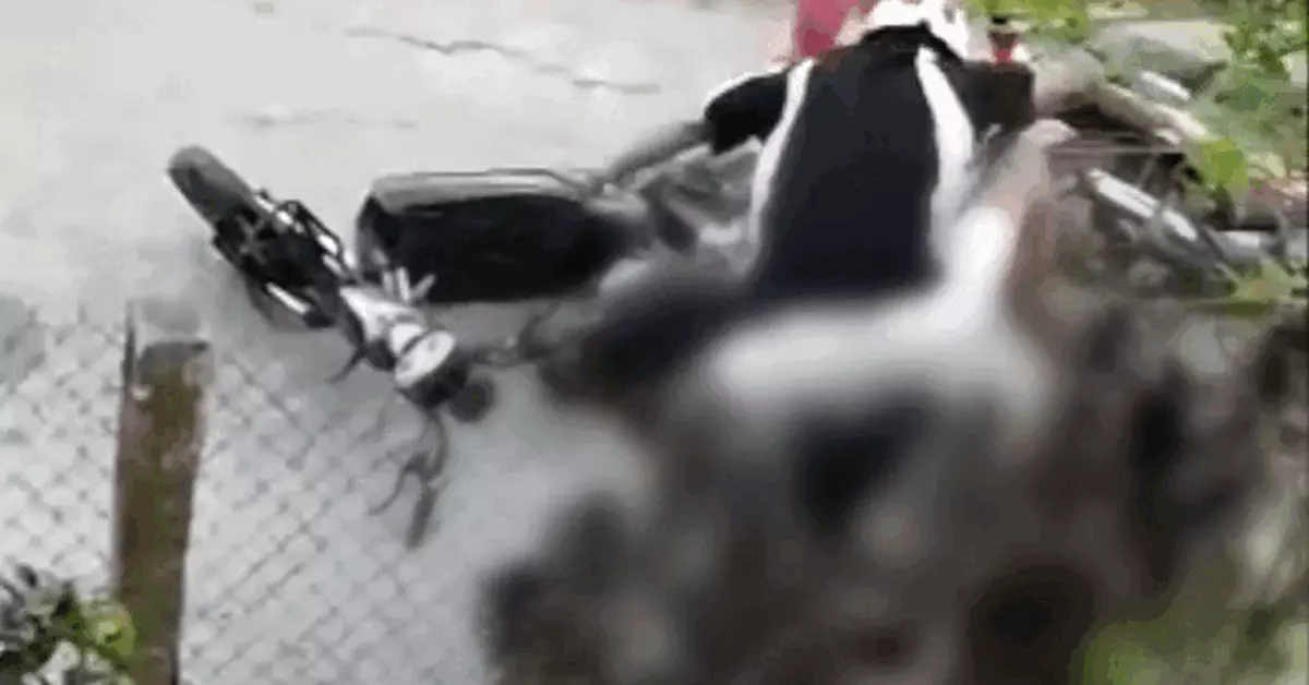 Khởi tố thiếu niên đánh học sinh lớp 9 sau va chạm giao thông ở Tây Ninh