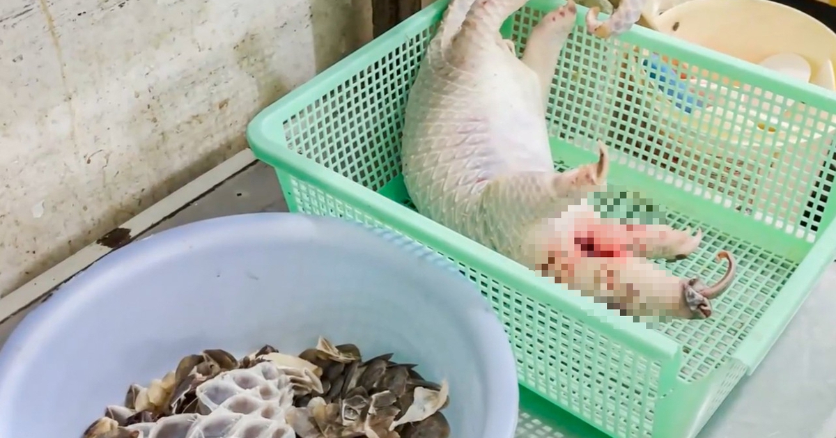 Khởi tố chủ nhà hàng mua tê tê, xẻ thịt, lặt vảy phục vụ thực khách