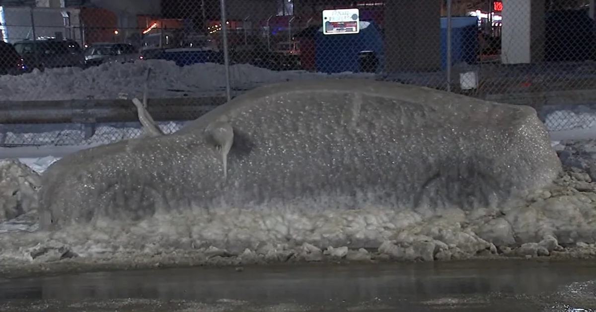 Honda Civic bị đóng băng bỗng trở thành 'danh thắng', chủ xe được tặng xe mới