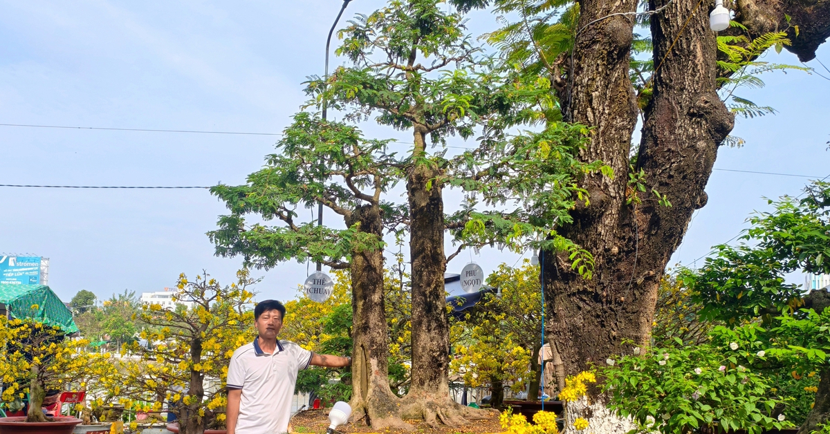 Chậu me bonsai 'phu ngọt - thê chua' chào bán trên 1 tỉ đồng tại chợ hoa Tết Long Xuyên