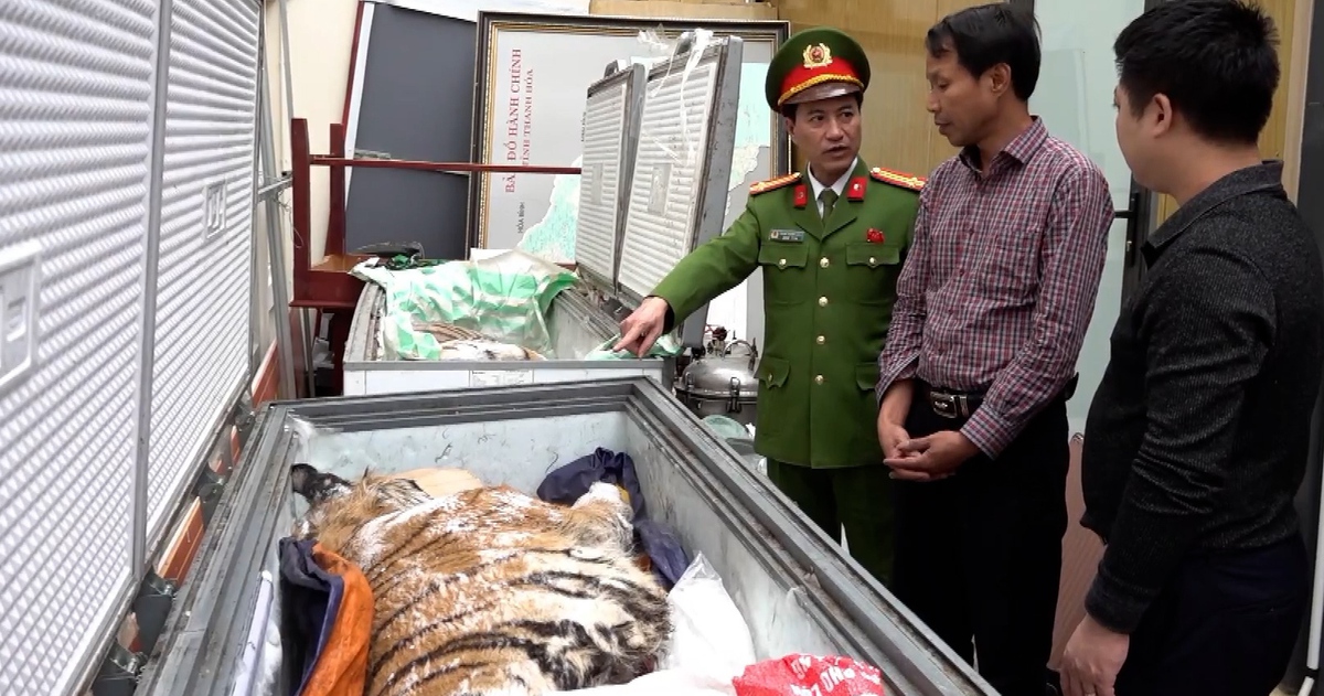 Mua bán 2 con hổ gần 2 tỉ đồng để nấu cao, 2 người bị bắt