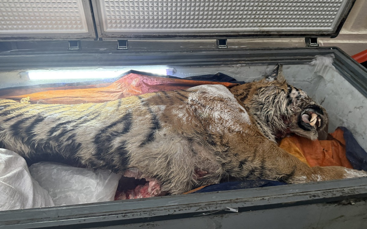 Đột nhập hầm cất giấu, tàng trữ hổ để nấu cao