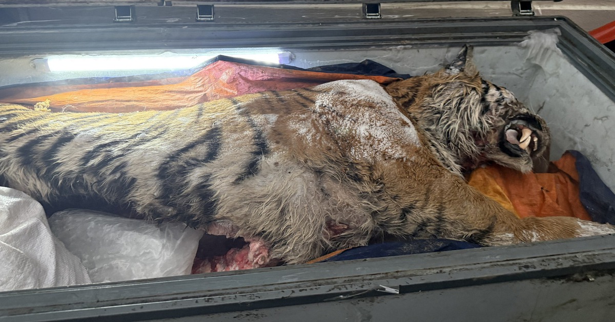 Đột nhập hầm cất giấu, tàng trữ hổ để nấu cao