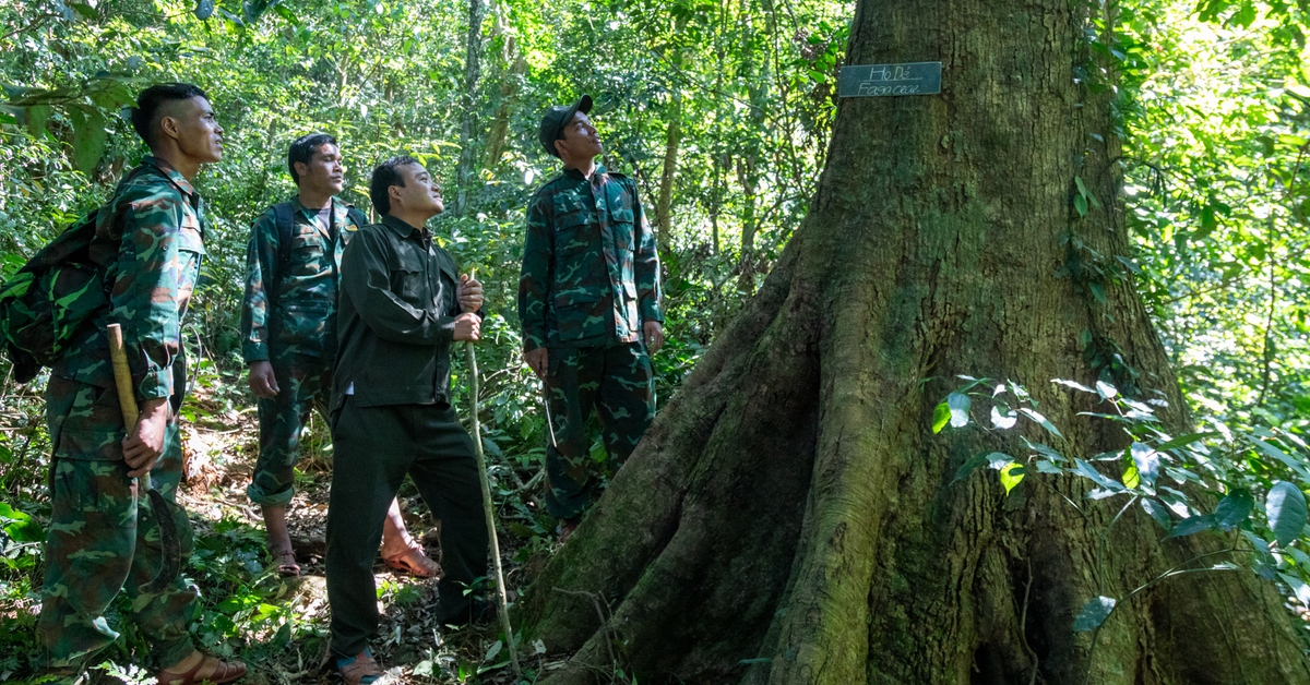 Những người thầm lặng 'ăn Tết rừng' để bảo vệ màu xanh nơi biên viễn