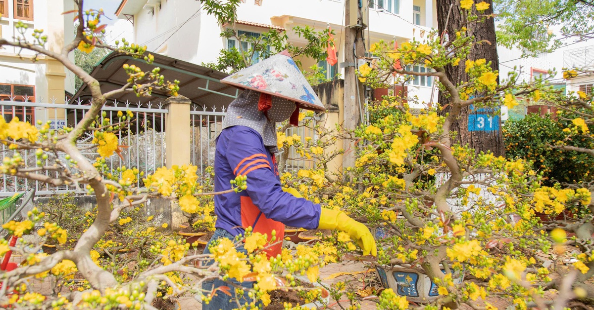 Mai vàng vượt lũ, lan rừng hút khách ở chợ hoa Buôn Ma Thuột