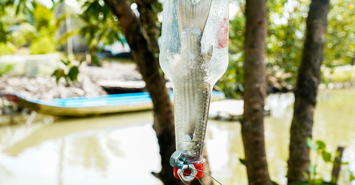 Bí quyết câu cá không cần lưỡi ở Cà Mau