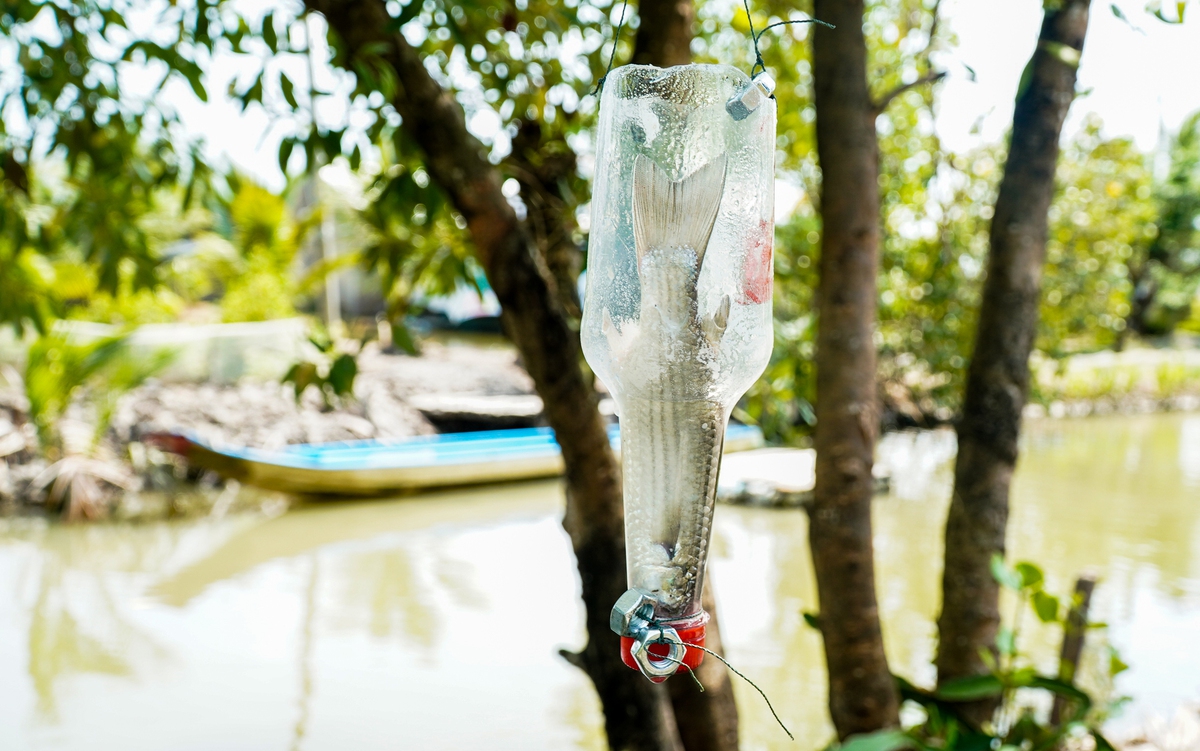 Bí quyết câu cá không cần lưỡi ở Cà Mau