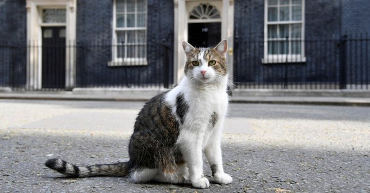 ‘Quan chức bắt chuột’ sống 15 năm ở dinh Thủ tướng Anh, phục vụ 6 đời thủ tướng