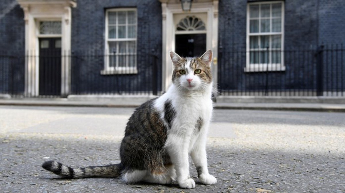 ‘Quan chức bắt chuột’ sống 15 năm ở dinh Thủ tướng Anh, phục vụ 6 đời thủ tướng