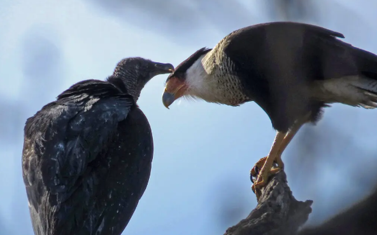 Lần đầu ghi nhận chim khác loài 'chăm sóc' cho nhau giữa đô thị