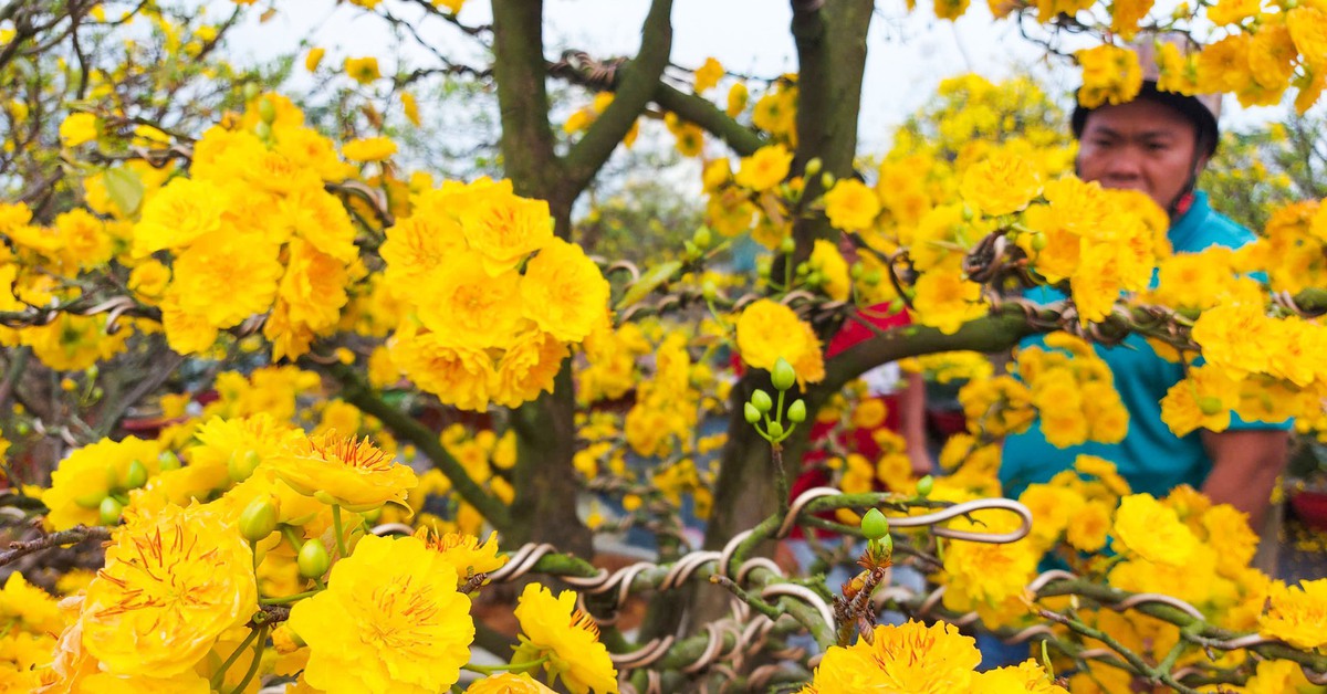 Mai cúc thọ hương 3 lớp cánh nở vàng rực được ưa chuộng ở Rạch Giá