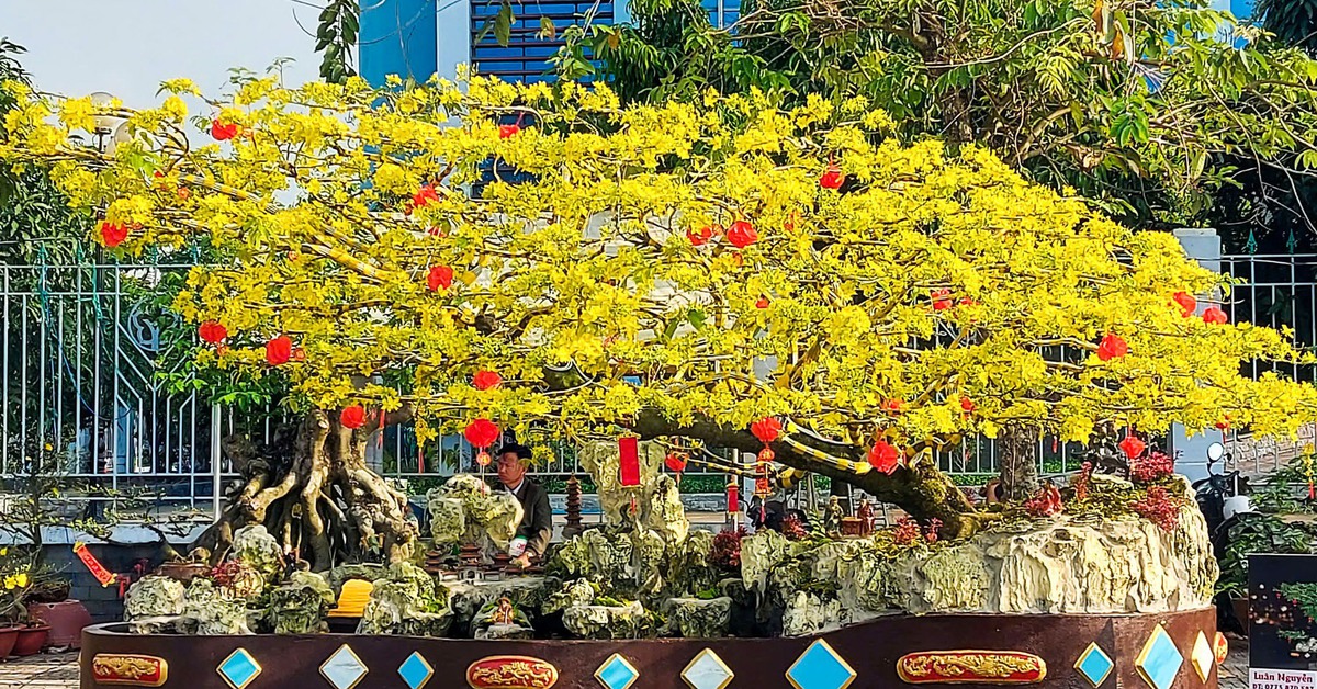 Dạo chợ Tết, du khách đã mắt ngắm mai vàng nghệ thuật với dáng thế độc lạ