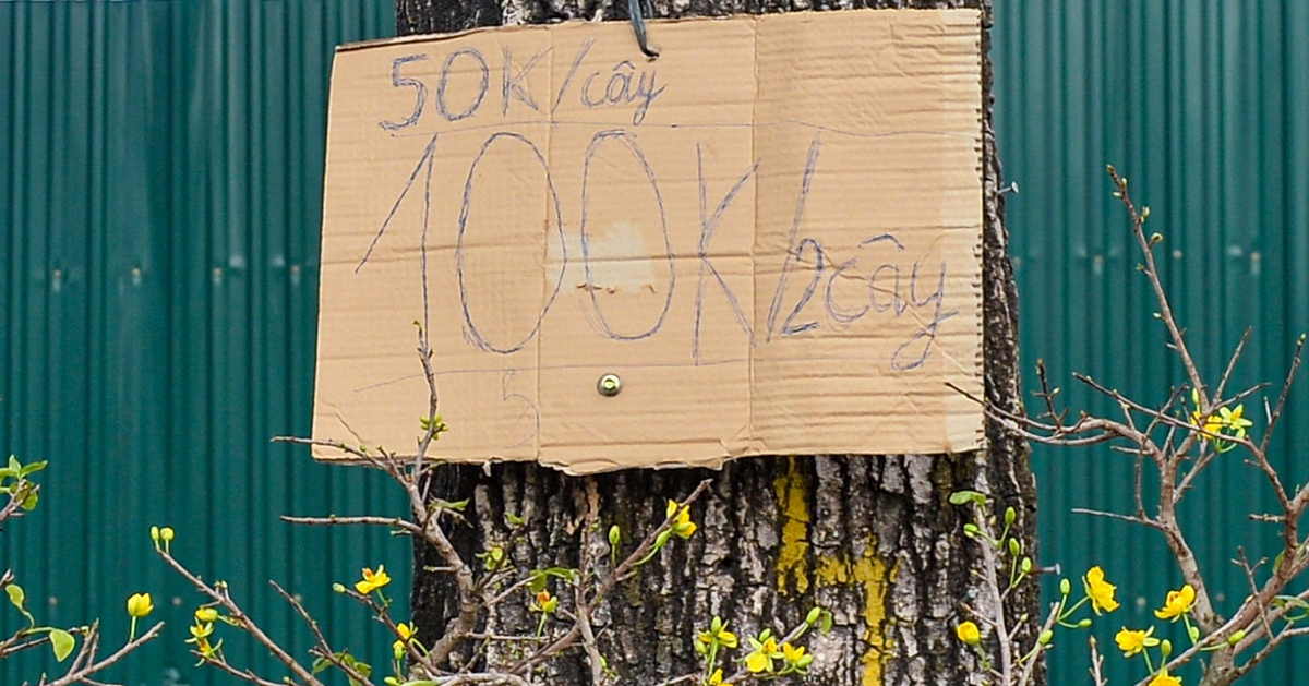 Hà Nội: đào, quất Tết nhiều nơi xả hàng, mai vàng còn 100.000 đồng 2 chậu