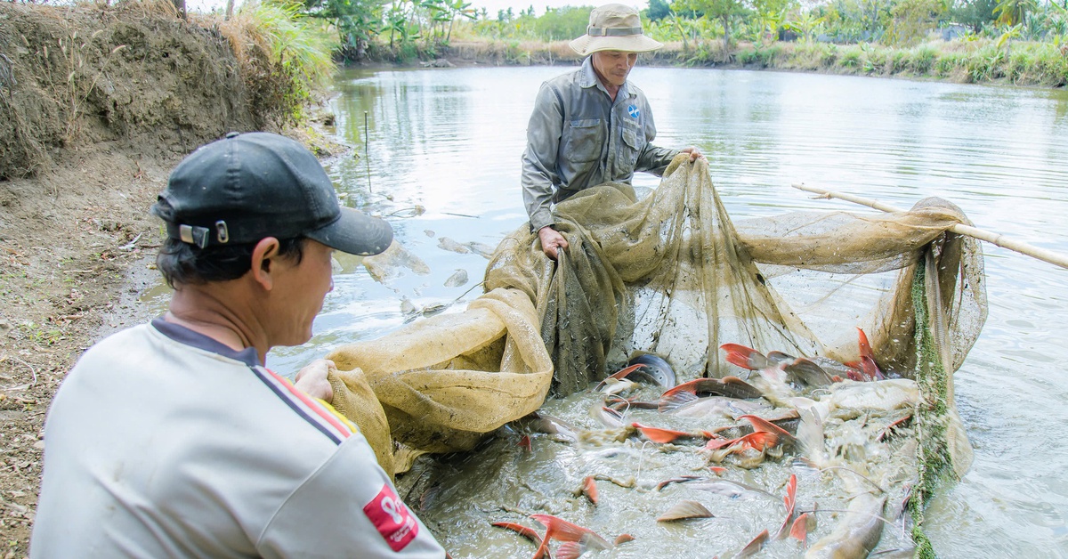 Nuôi cá lăng đuôi đỏ ven sông Sêrêpốk thắng đậm dịp Tết