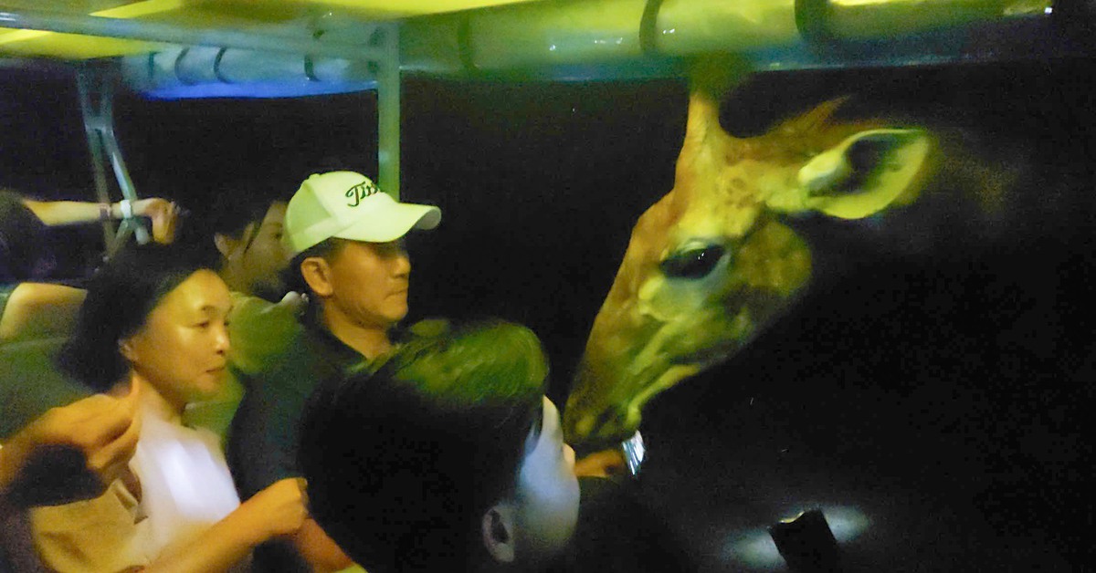 Khách quốc tế mê đi tour đêm xem ngựa vằn, tê giác, linh dương, hươu cao cổ ở Phú Quốc dịp Tết