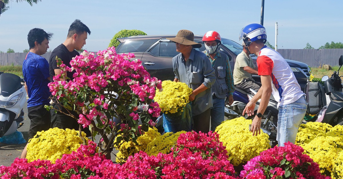 Hoa mai vàng, hoa giấy, quất và dưa hấu trưng Tết ở An Giang giảm giá sốc 50%