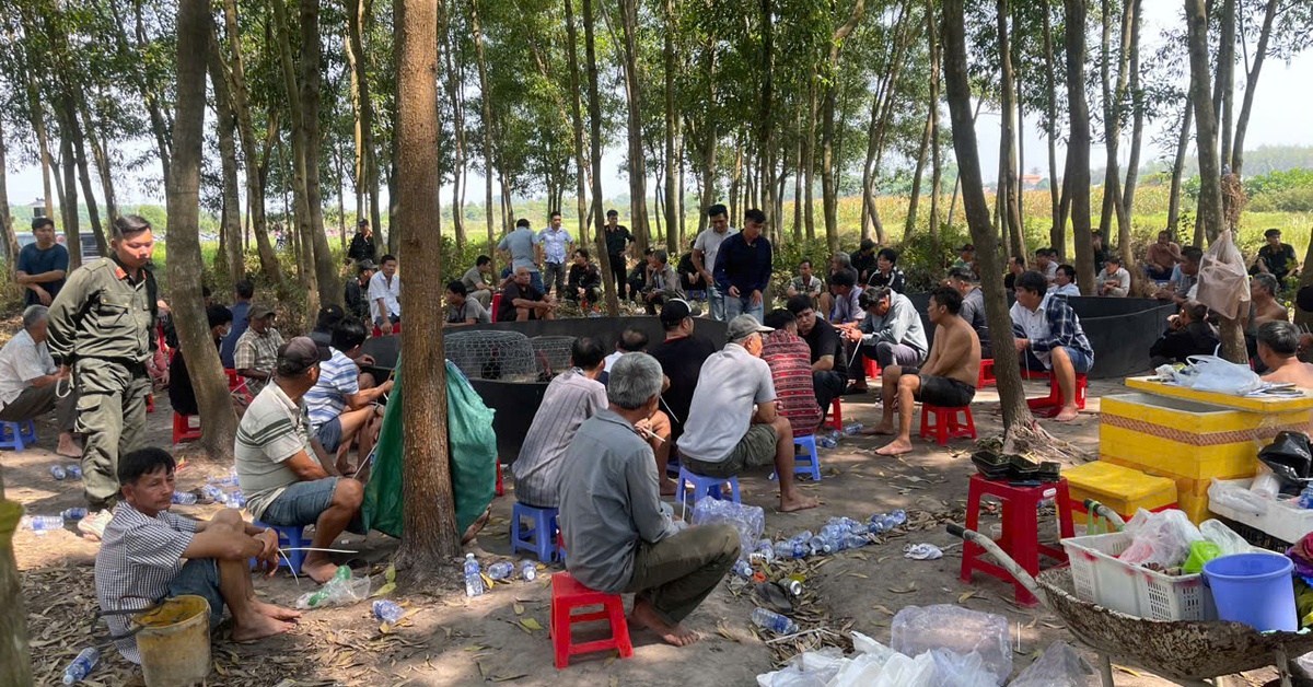 Phá xới đá gà mùa Tết tiền tỉ ở Gò Dầu, Tây Ninh