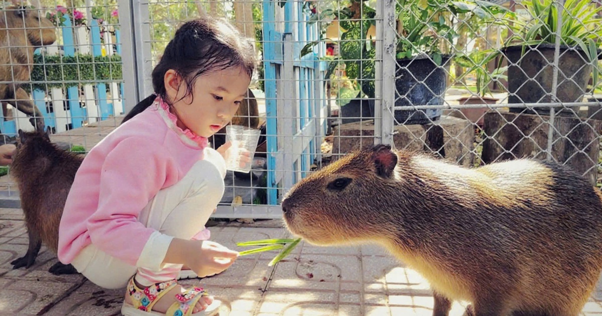 Ngắm khoảnh khắc đáng yêu của rái cá, rắn, ngựa, mèo ở Đồng Tâm