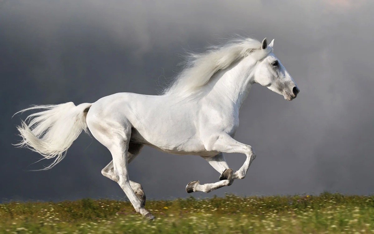 Ngựa nhanh đến mức nào? Sự thật phía sau những cú nước rút hơn 70km/h