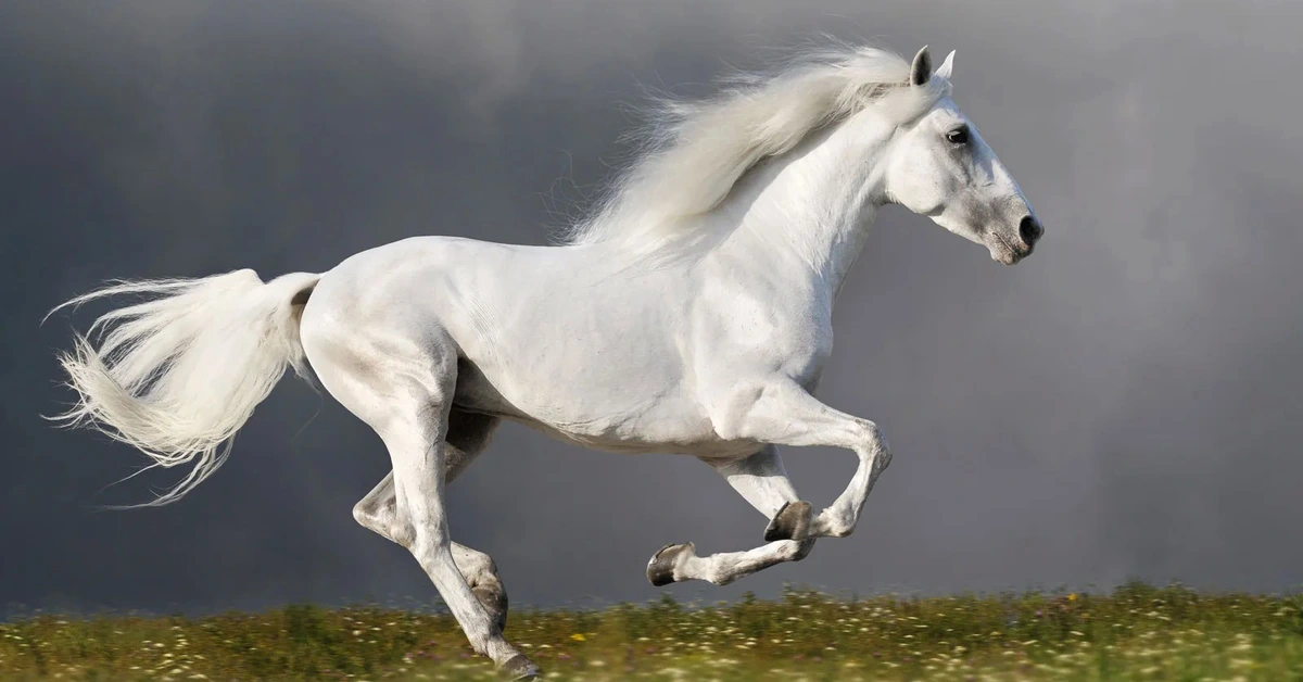 Ngựa nhanh đến mức nào? Sự thật phía sau những cú nước rút hơn 70km/h