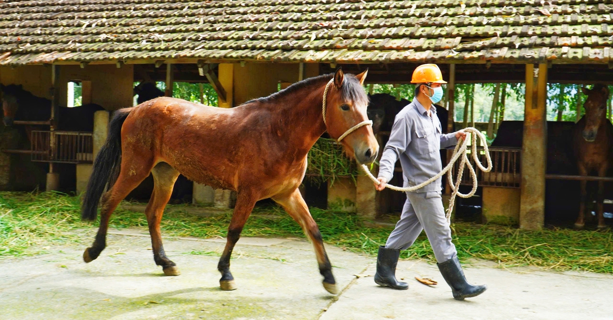 Những con ngựa hiến máu cứu người