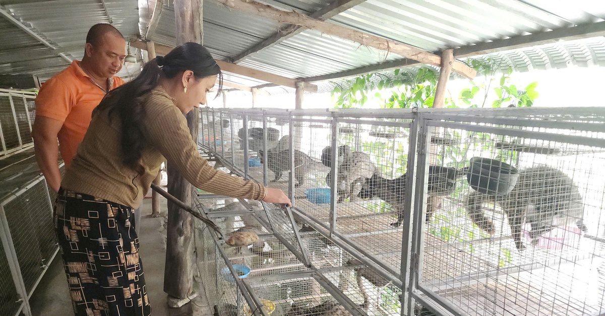 Người dân Cà Mau làm giàu nhờ nuôi chồn hương sinh sản