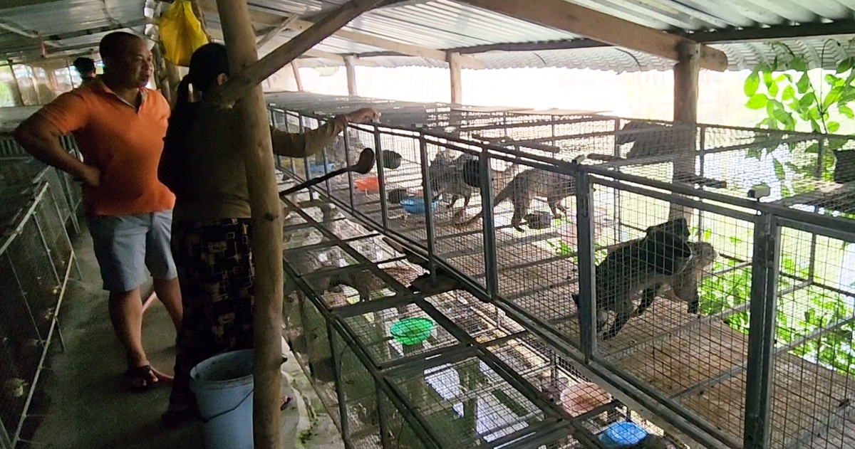 Nuôi chồn hương trúng lớn, nhiều gia đình ở Cà Mau mua ô tô, xây biệt thự