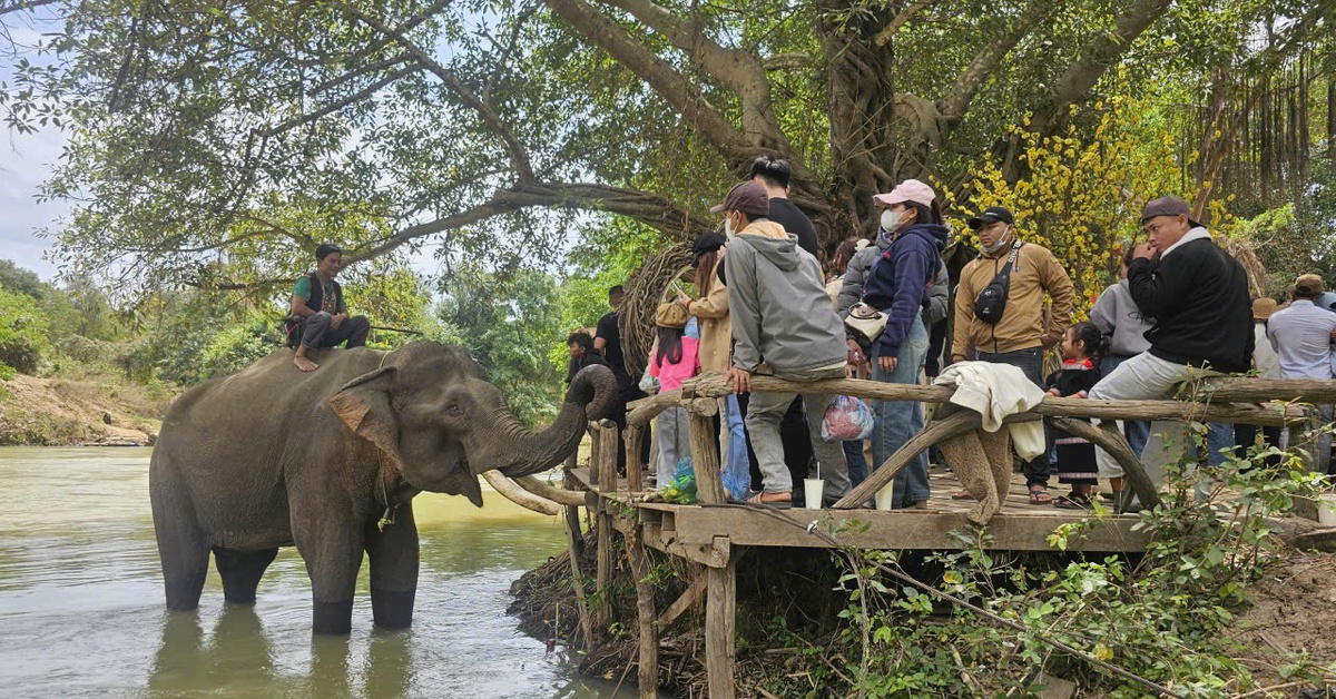 Du khách tuổi Ngọ được ‘lì xì’ vé tham quan cầu treo Buôn Đôn