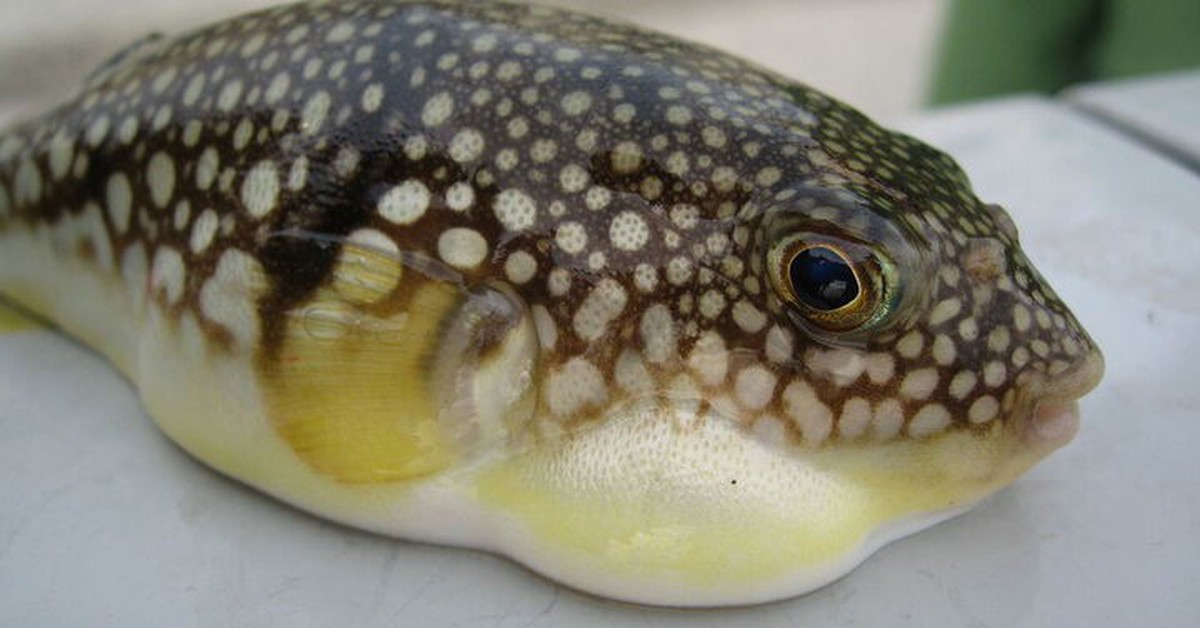 Hai ca nghi ngộ độc cá nóc ở Quảng Ninh, Bộ Y tế yêu cầu khẩn trương điều tra