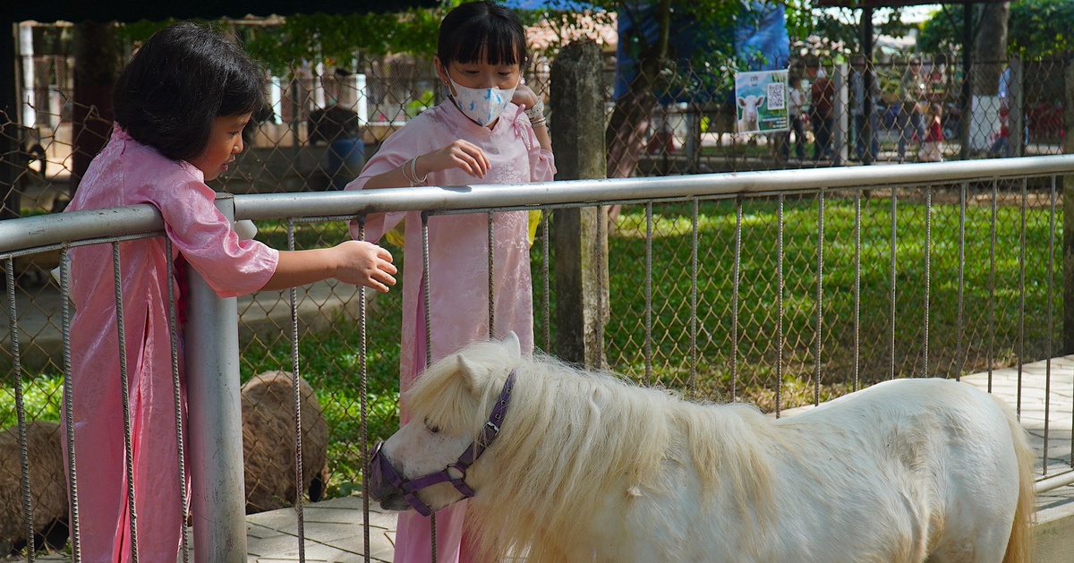 Ngôi sao của trại rắn Đồng Tâm dịp Tết năm nay là... ngựa lùn