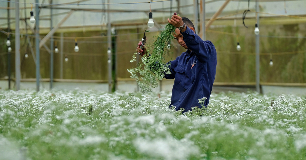 Hoa Đà Lạt: từ 35 lưu dân Hà thành đến vựa hoa châu Á