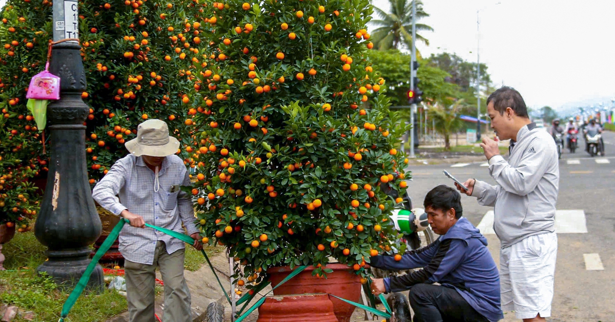 Vượt thiên tai, quất Tết Đà Nẵng vẫn đa dạng, dáng đẹp, quả đều