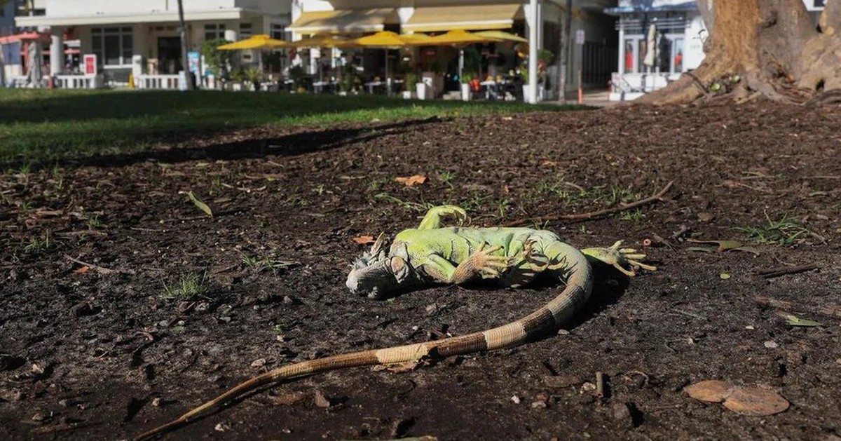 Kỳ nhông ‘rụng như mưa’ vì lạnh, Mỹ kêu gọi người dân tranh thủ ‘thu hoạch’