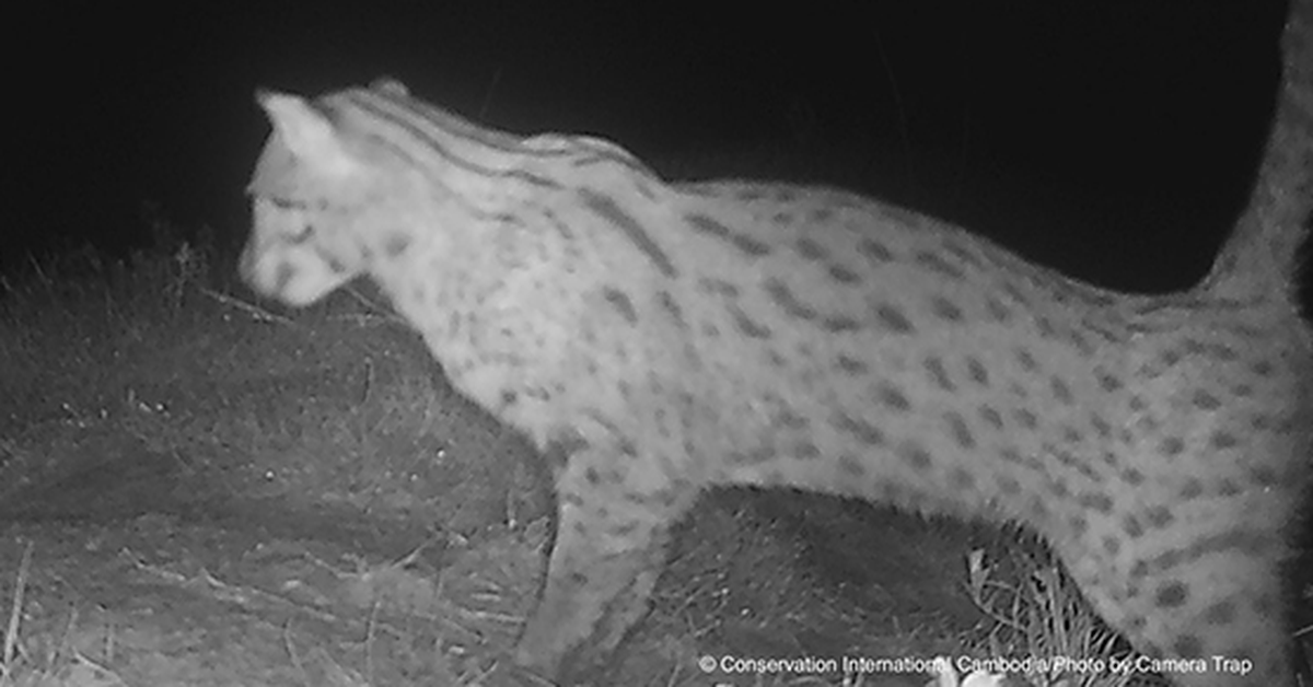 Loài mèo cá cực hiếm tái xuất sau hơn một thập kỷ